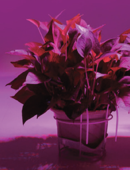 Lampadina LED filamento GROW per piante E27 8W 1300K - FT-FeelThe